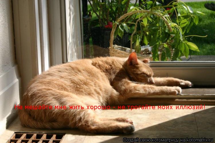 Котоматрица: Не мешайте мне жить хорошо - не трогайте моих иллюзий!