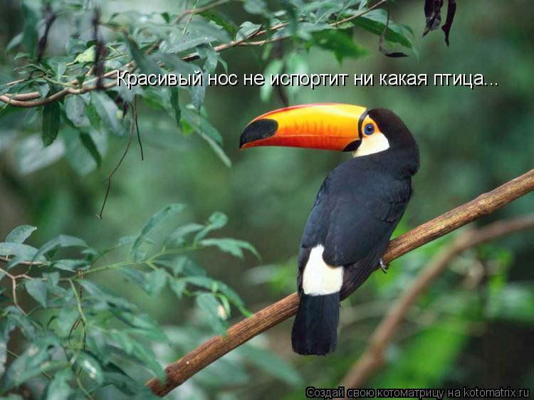 Котоматрица: Красивый нос не испортит ни какая птица...