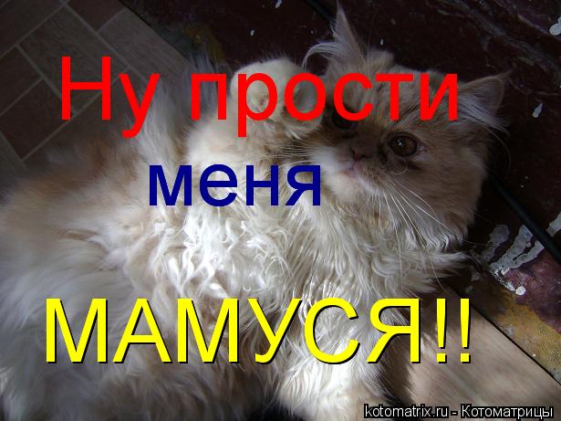 Котоматрица: Ну прости меня меня МАМУСЯ!! МАМУСЯ!!