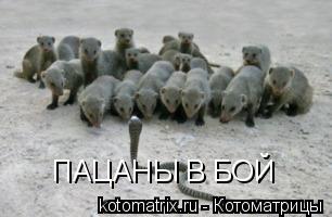 Котоматрица: ПАЦАНЫ В БОЙ
