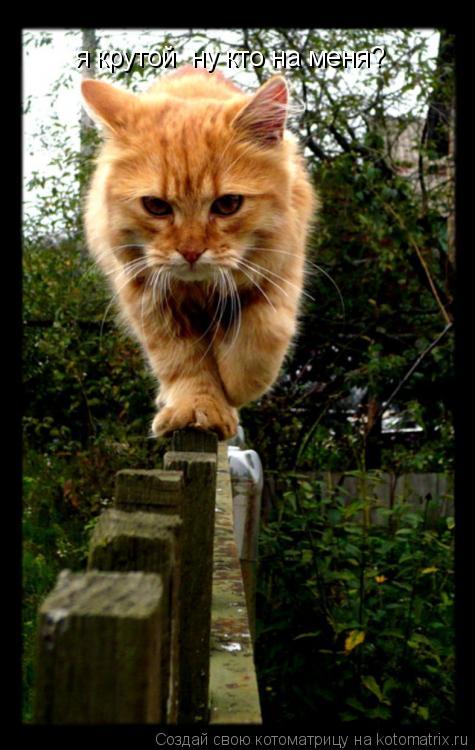 Котоматрица: я крутой  ну кто на меня?