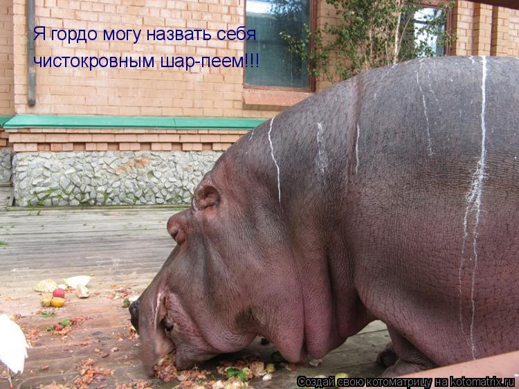 Котоматрица: Я гордо могу назвать себя чистокровным шар-пеем!!!