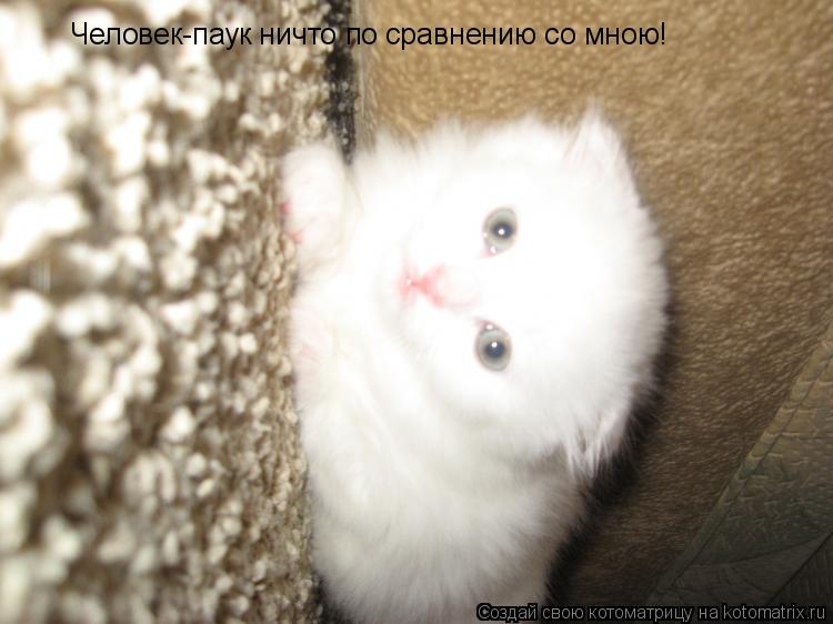 Котоматрица: Человек-паук ничто по сравнению со мною!