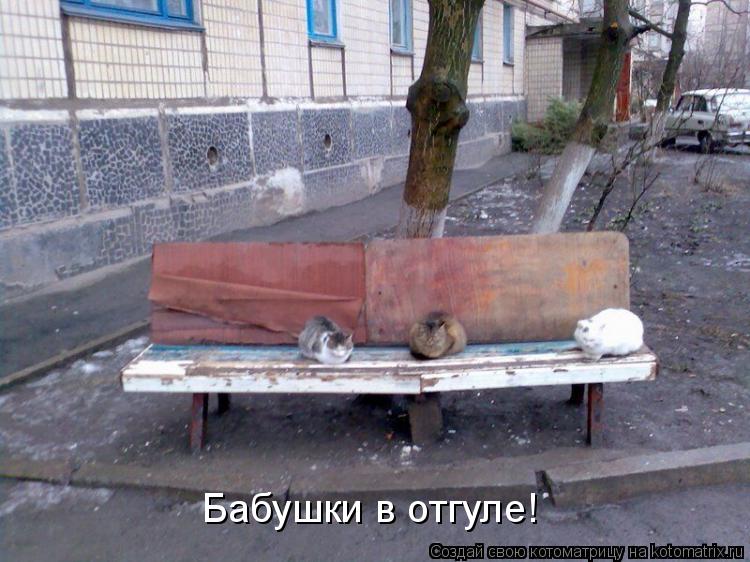 Котоматрица: Бабушки в отгуле!