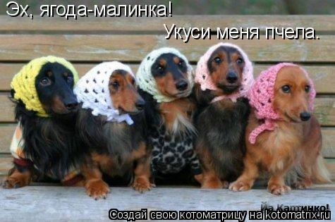 Эх, ягода-малинка! Укуси меня пчела.... Котоматрица: Эх, ягода-малинка! Укуси меня пчела.