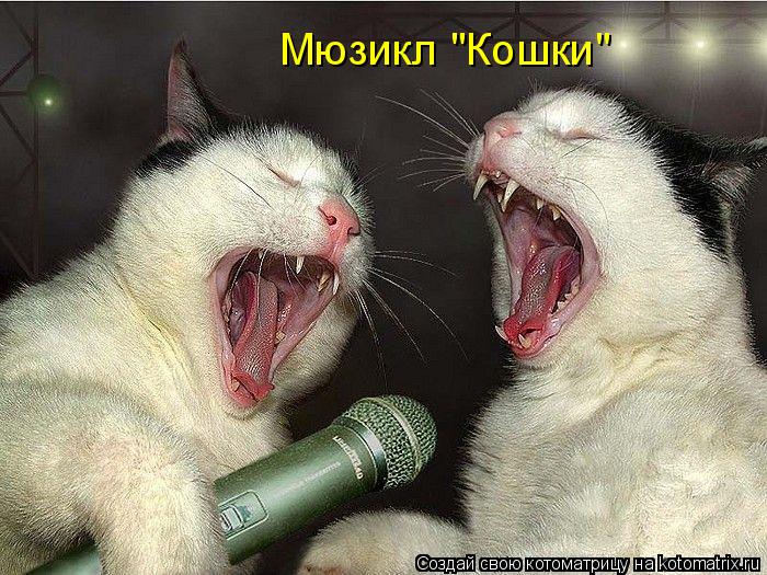 Котоматрица: Мюзикл "Кошки"