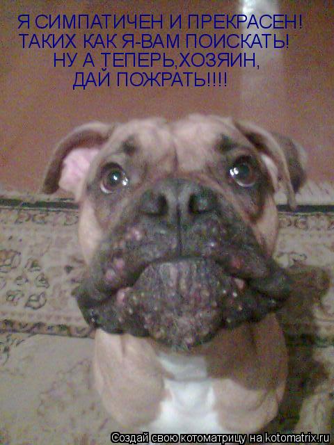 Котоматрица: Я СИМПАТИЧЕН И ПРЕКРАСЕН! ТАКИХ КАК Я-ВАМ ПОИСКАТЬ! НУ А ТЕПЕРЬ,ХОЗЯИН, ДАЙ ПОЖРАТЬ!!!!
