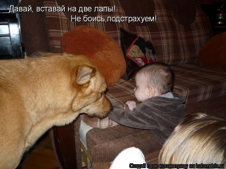 Котоматрица: Давай, вставай на две лапы! Не боись,подстрахуем!
