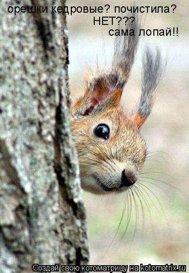 Котоматрица: орешки кедровые? почистила?  НЕТ???  сама лопай!!