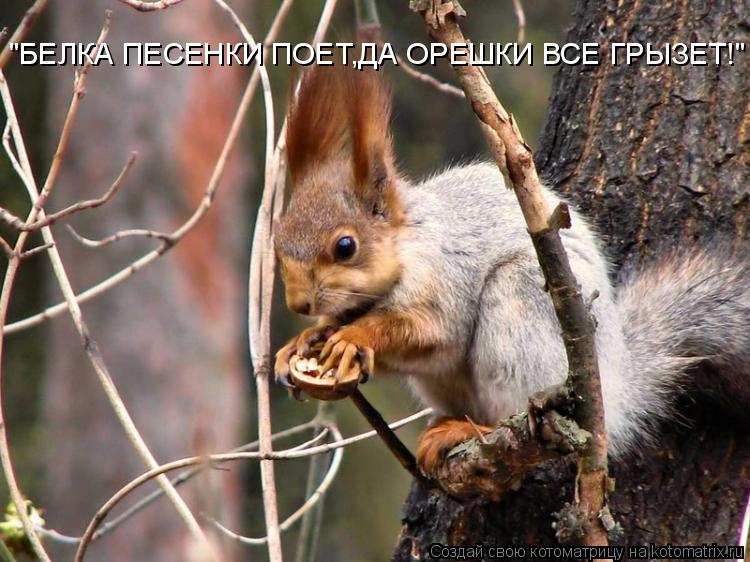 "БЕЛКА ПЕСЕНКИ ПОЕТ,ДА ОРЕШКИ ВСЕ ГРЫЗЕТ!"... Котоматрица: "БЕЛКА ПЕСЕНКИ ПОЕТ,ДА ОРЕШКИ ВСЕ ГРЫЗЕТ!"