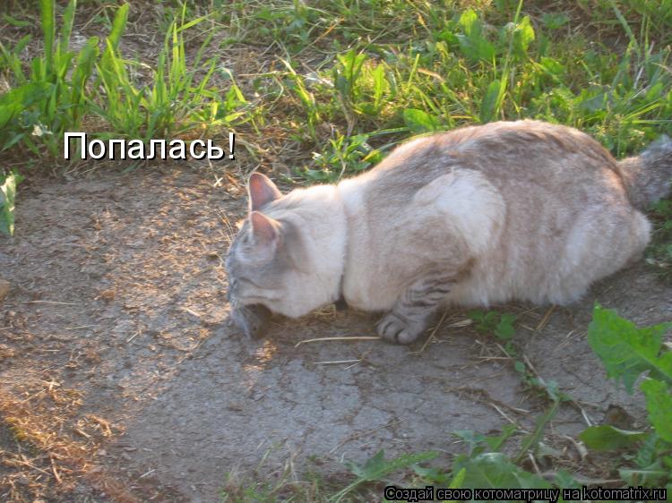 Котоматрица: Попалась!