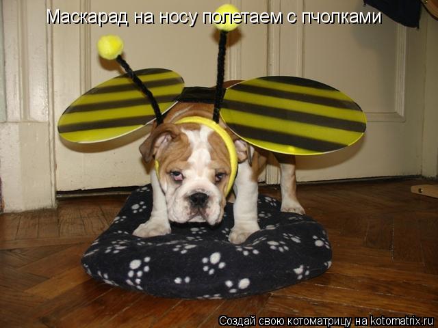 Котоматрица: Маскарад на носу полетаем с пчолками
