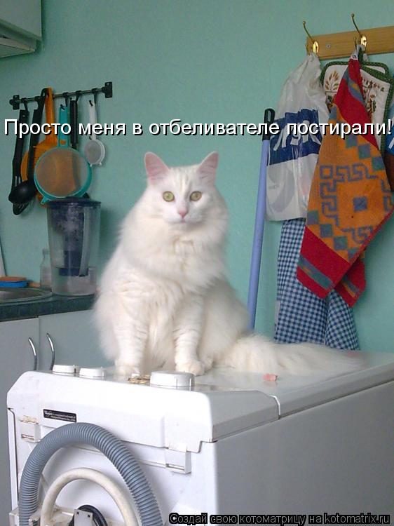 Котоматрица: Просто меня в отбеливателе постирали!