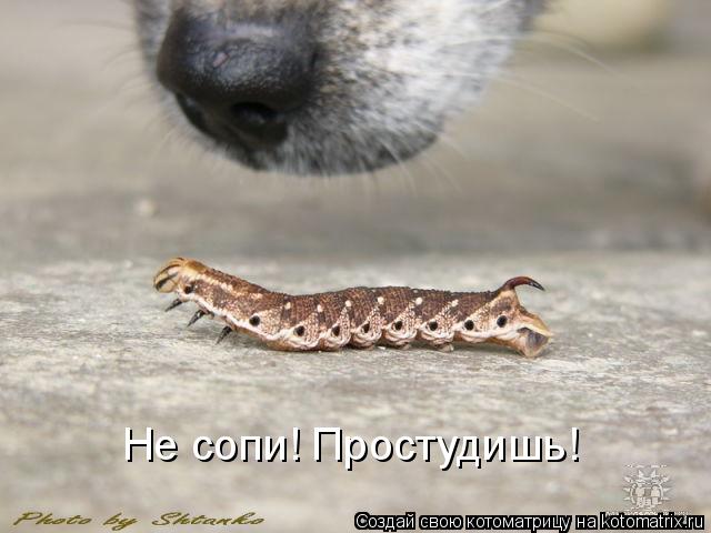 Не сопи! Простудишь!... Котоматрица: Не сопи! Простудишь!