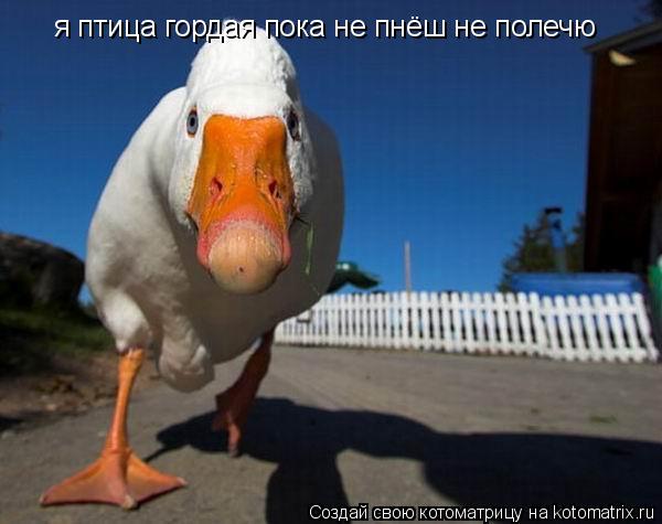 Котоматрица: я птица гордая пока не пнёш не полечю