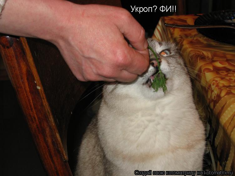 Котоматрица: Укроп? ФИ!!