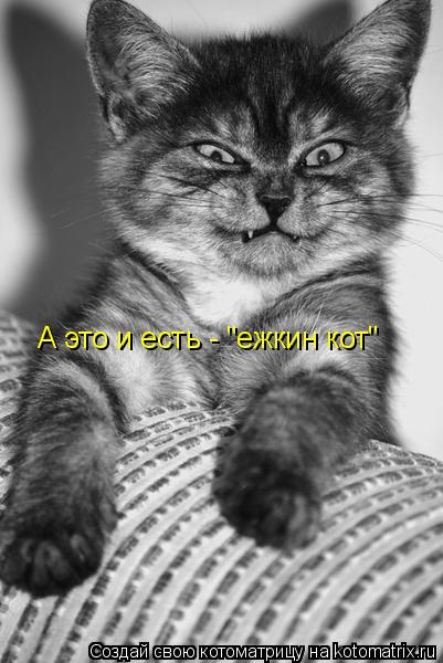 Котоматрица: А это и есть - "ежкин кот"