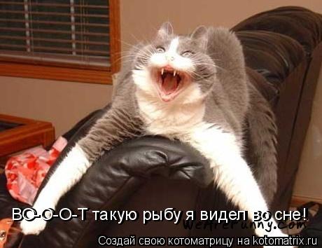 Котоматрица: ВО-О-О-Т такую рыбу я видел во сне! ВО-О-О-Т такую рыбу я видел во сне!