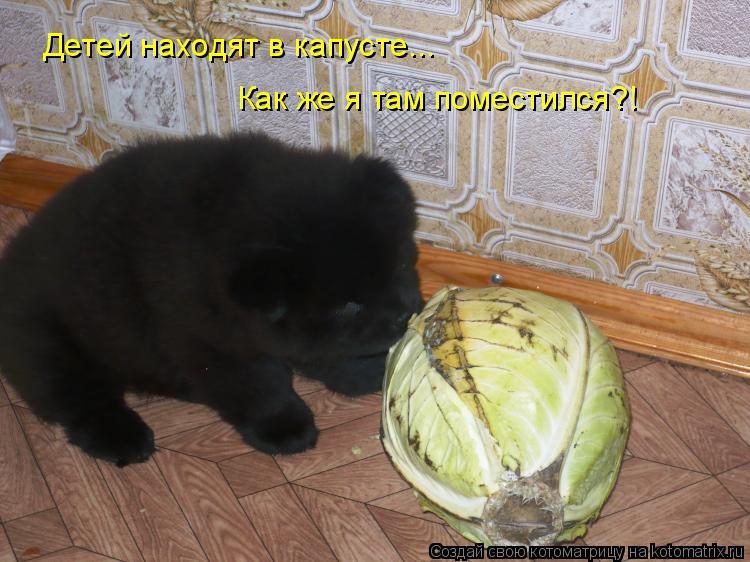 Детей находят в капусте... Как же я там поместился?!... Котоматрица: Детей находят в капусте... Как же я там поместился?!