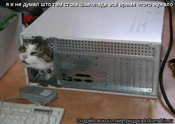 Котоматрица: я и не думал што там стока шыколада всё время чтото жужало