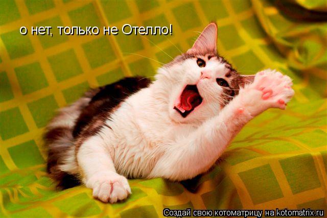 Котоматрица: о нет, только не Отелло!