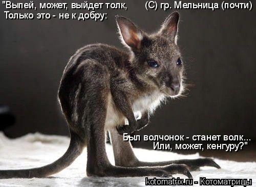 Котоматрица: "Выпей, может, выйдет толк, Только это - не к добру: Был волчонок - станет волк... Или, может, кенгуру?" (С) гр. Мельница (почти)