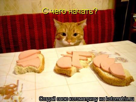Котоматрица: C чего начать?