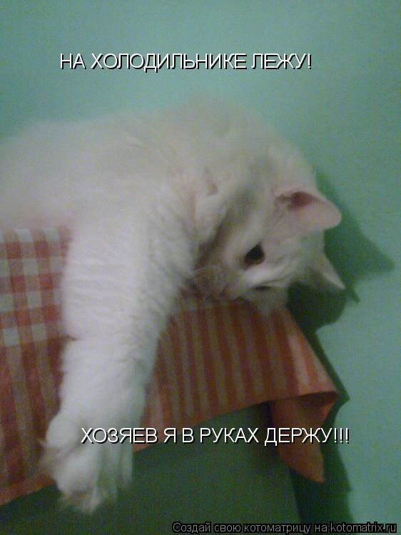 Котоматрица: НА ХОЛОДИЛЬНИКЕ ЛЕЖУ! ХОЗЯЕВ Я В РУКАХ ДЕРЖУ!!!