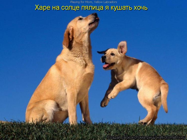 Котоматрица: Харе на солце пялица я кушать хочь
