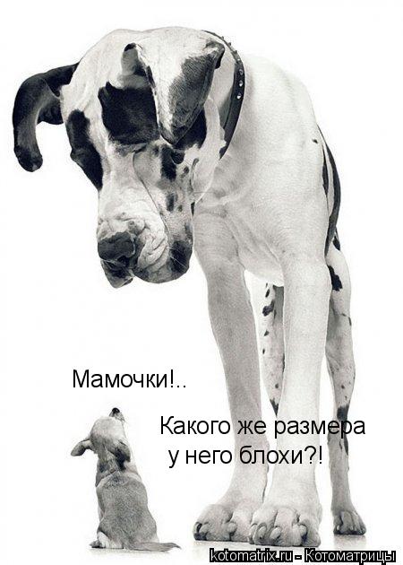 Котоматрица: Мамочки!.. Какого же размера у него блохи?!