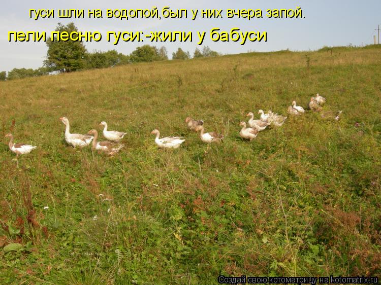 гуси шли на водопой,был у них вчера запой. пели песню гуси:-жили у бабуси... Котоматрица: гуси шли на водопой,был у них вчера запой. пели песню гуси:-жили у бабуси