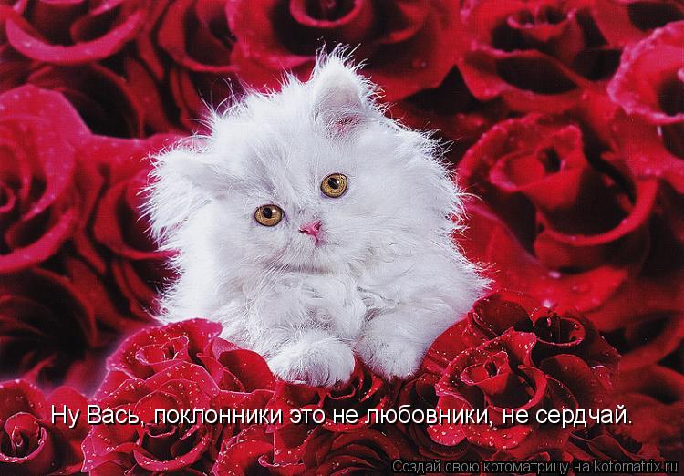 Ну Вась, поклонники это не любовники, не сердчай.... Котоматрица: Ну Вась, поклонники это не любовники, не сердчай.