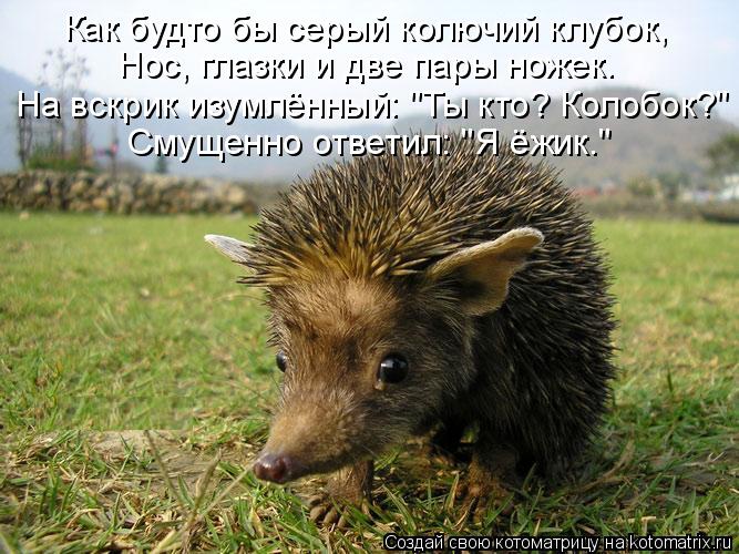 Как будто бы серый колючий клубок, Нос, глазки и две пары ножек. На вскрик изумлённый: "Ты кто? Кол... Котоматрица: Как будто бы серый колючий клубок, Нос, глазки и две пары ножек. На вскрик изумлённый: "Ты кто? Колобок?" Смущенно ответил: "Я ёжик…"