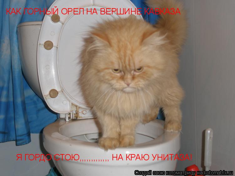 КАК ГОРНЫЙ ОРЕЛ НА ВЕРШИНЕ КАВКАЗА Я ГОРДО СТОЮ,,,,,,,,,,,,, НА КРАЮ УНИТАЗА!... Котоматрица: КАК ГОРНЫЙ ОРЕЛ НА ВЕРШИНЕ КАВКАЗА Я ГОРДО СТОЮ,,,,,,,,,,,,, НА КРАЮ УНИТАЗА!