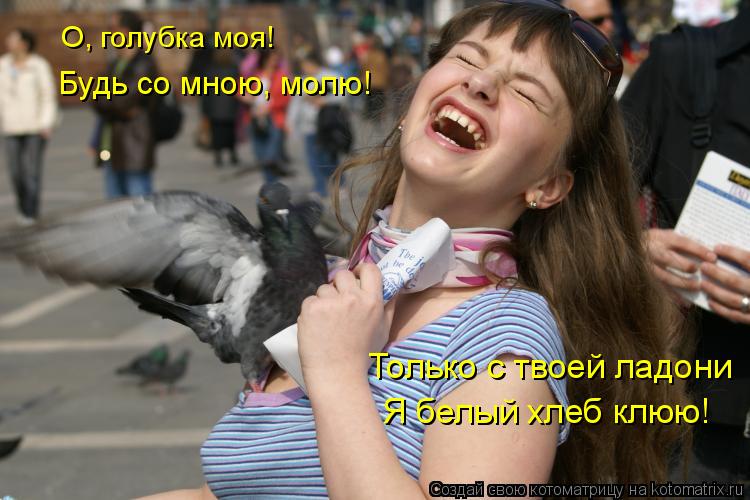 Птица счастья завтрашнего дня мем Котоматрица: Поиск котоматрицы