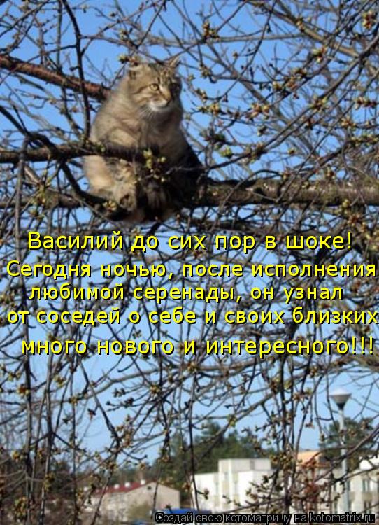 Василий до сих пор в шоке! Сегодня ночью, после исполнения любимой серенады, он узнал от соседей о с... Котоматрица: Василий до сих пор в шоке! Сегодня ночью, после исполнения любимой серенады, он узнал от соседей о себе и своих близких много нового и интер