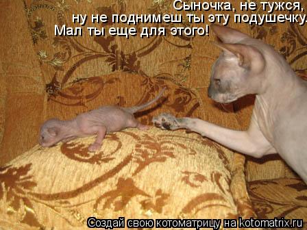 Сыночка, не тужся, ну не поднимеш ты эту подушечку. Мал ты еще для этого!... Котоматрица: Сыночка, не тужся, ну не поднимеш ты эту подушечку. Мал ты еще для этого!