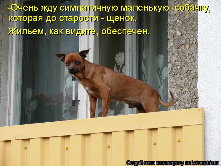 -Очень жду симпатичную маленькую собачку, которая до старости - щенок. Жильем, как видите, обеспечен... Котоматрица: -Очень жду симпатичную маленькую собачку, которая до старости - щенок. Жильем, как видите, обеспечен.