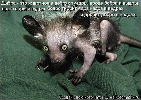 Котоматрица: Дыбра - это животное в дебрях тундры, вроде бобра и выдры,  враг кобры и пудры, бодро тибрит ядра кедра в ведрах и дробит добро в недрах...
