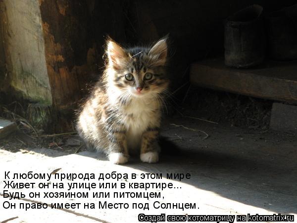 Котоматрица: К любому природа добра в этом мире Живет он на улице или в квартире... Будь он хозяином или питомцем, Он право имеет на Место под Солнцем.