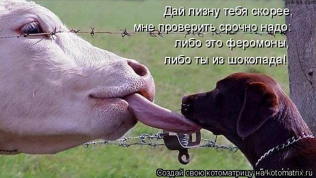 Дай лизну тебя скорее, мне проверить срочно надо: либо это феромоны, либо ты из шоколада!... Котоматрица: Дай лизну тебя скорее, мне проверить срочно надо: либо это феромоны, либо ты из шоколада!