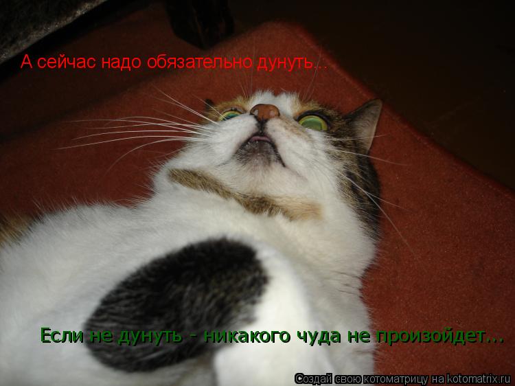 А сейчас надо обязательно дунуть... Если не дунуть - никакого чуда не произойдет...... Котоматрица: А сейчас надо обязательно дунуть... Если не дунуть - никакого чуда не произойдет...