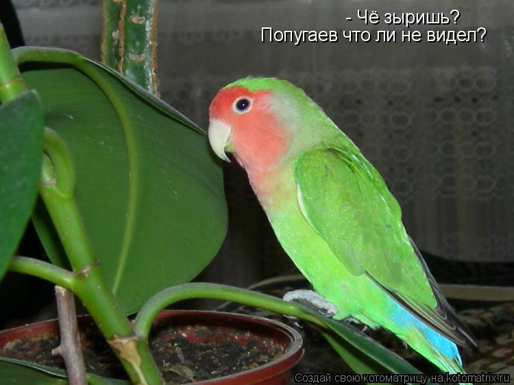 Котоматрица: - Чё зыришь? Попугаев что ли не видел?