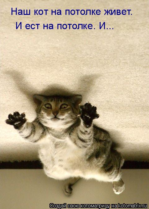 Котоматрица: Наш кот на потолке живет. И ест на потолке. И...