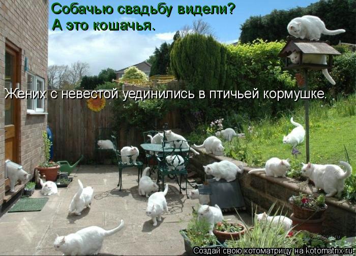 Котоматрица: Собачью свадьбу видели? А это кошачья. Жених с невестой уединились в птичьей кормушке.