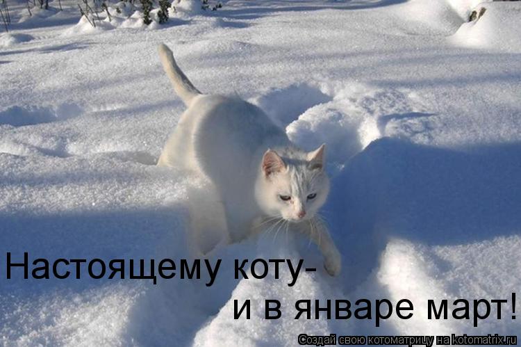 Настоящему коту- и в январе март!... Котоматрица: Настоящему коту- и в январе март!