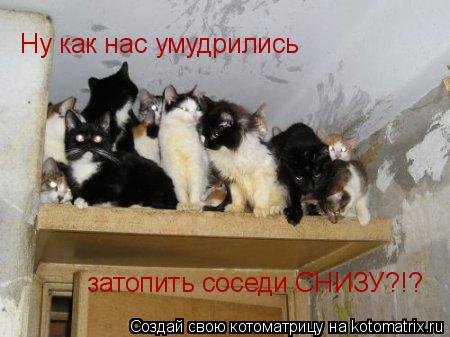Ну как нас умудрились затопить соседи СНИЗУ?!?... Котоматрица: Ну как нас умудрились затопить соседи СНИЗУ?!?