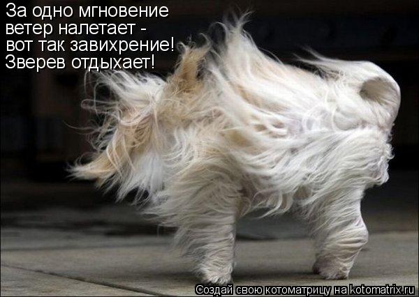 За одно мгновение ветер налетает - вот так завихрение! Зверев отдыхает!... Котоматрица: За одно мгновение ветер налетает - вот так завихрение! Зверев отдыхает!