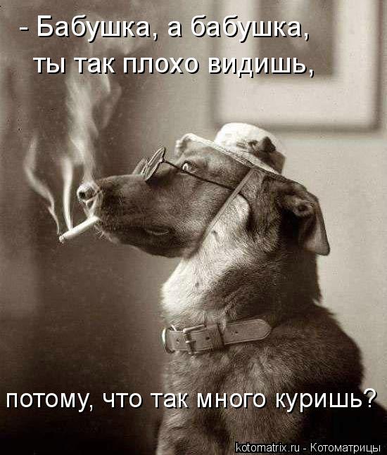 - Бабушка, а бабушка, ты так плохо видишь, потому, что так много куришь?... Котоматрица: - Бабушка, а бабушка, ты так плохо видишь, потому, что так много куришь?