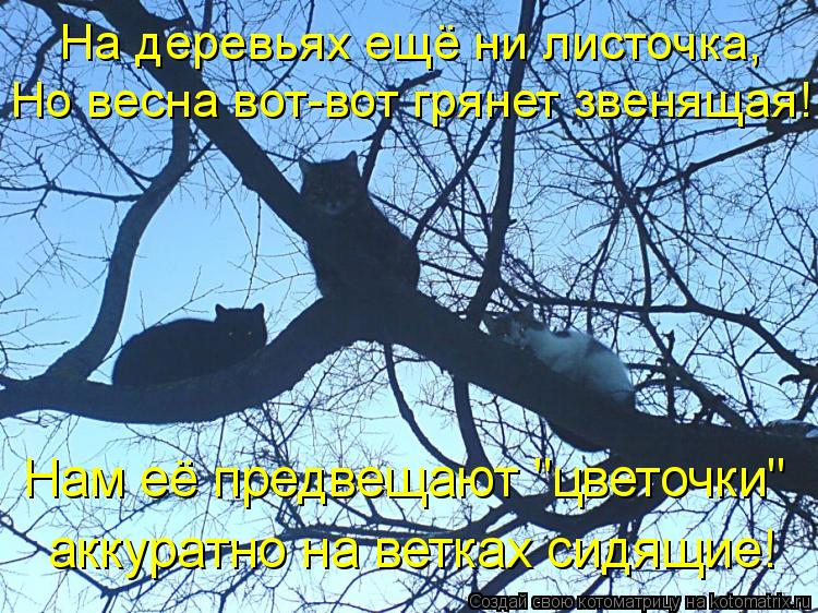 Но весна вот-вот грянет звенящая! На деревьях ещё ни листочка, Нам её предвещают "цветочки" аккуратн... Котоматрица: Но весна вот-вот грянет звенящая! На деревьях ещё ни листочка, Нам её предвещают "цветочки" аккуратно на ветках сидящие!